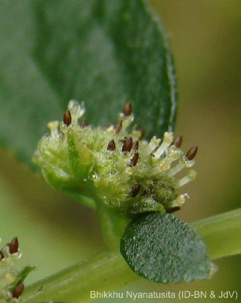 Elatostema monandrum (Buch.-Ham. ex D.Don) H.Hara